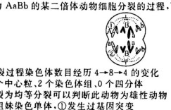 河北省2023~2024学年高二(上)第一次月考(24-52B)生物 考卷答案