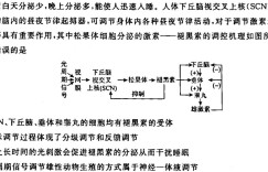 河南省2023-2024学年高中毕业班阶段性测试（二）生物 考卷答案