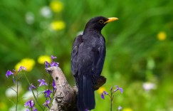 黑色的鸟有哪几种(1、乌鸦：是雀形目鸦科鸦属中数)